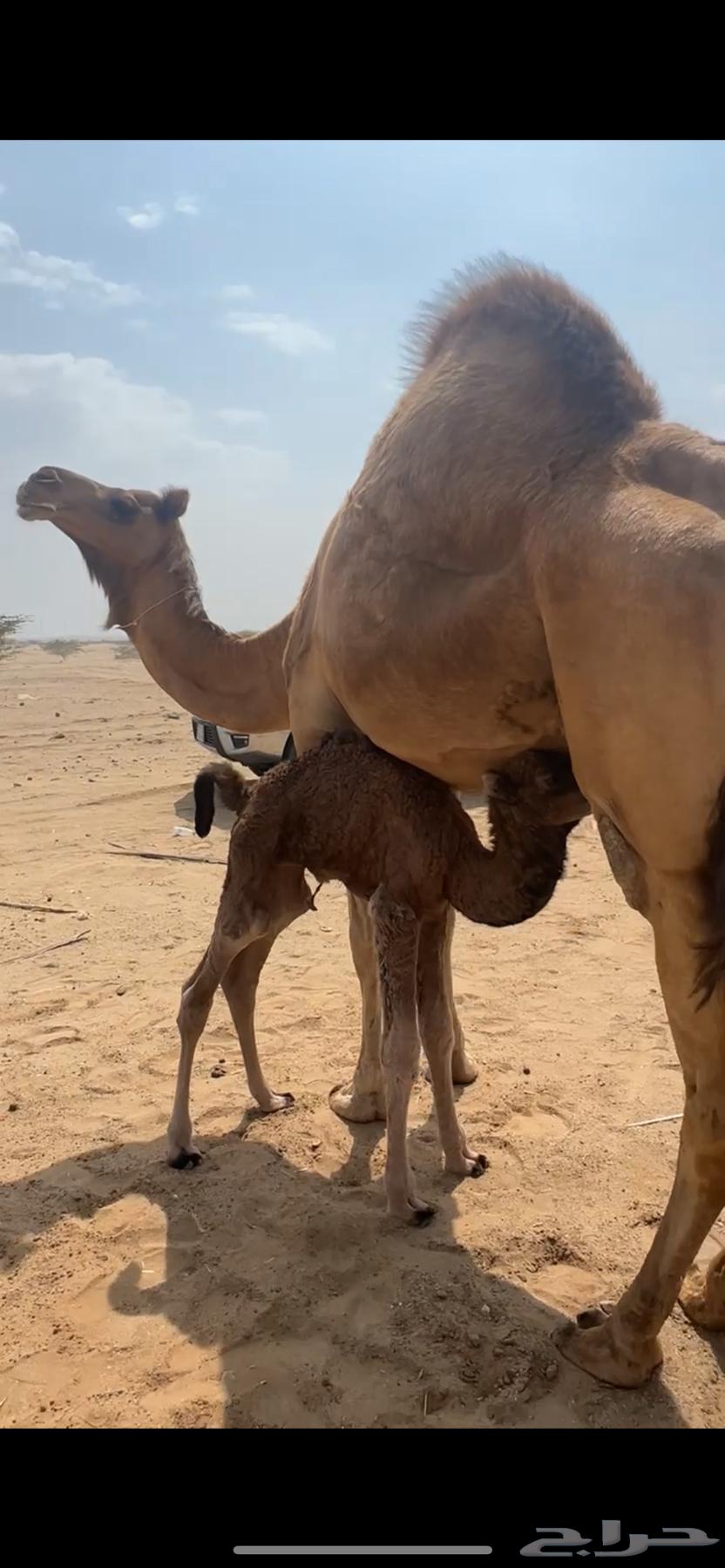 A small camel behind him ((Sold))63206119635971113