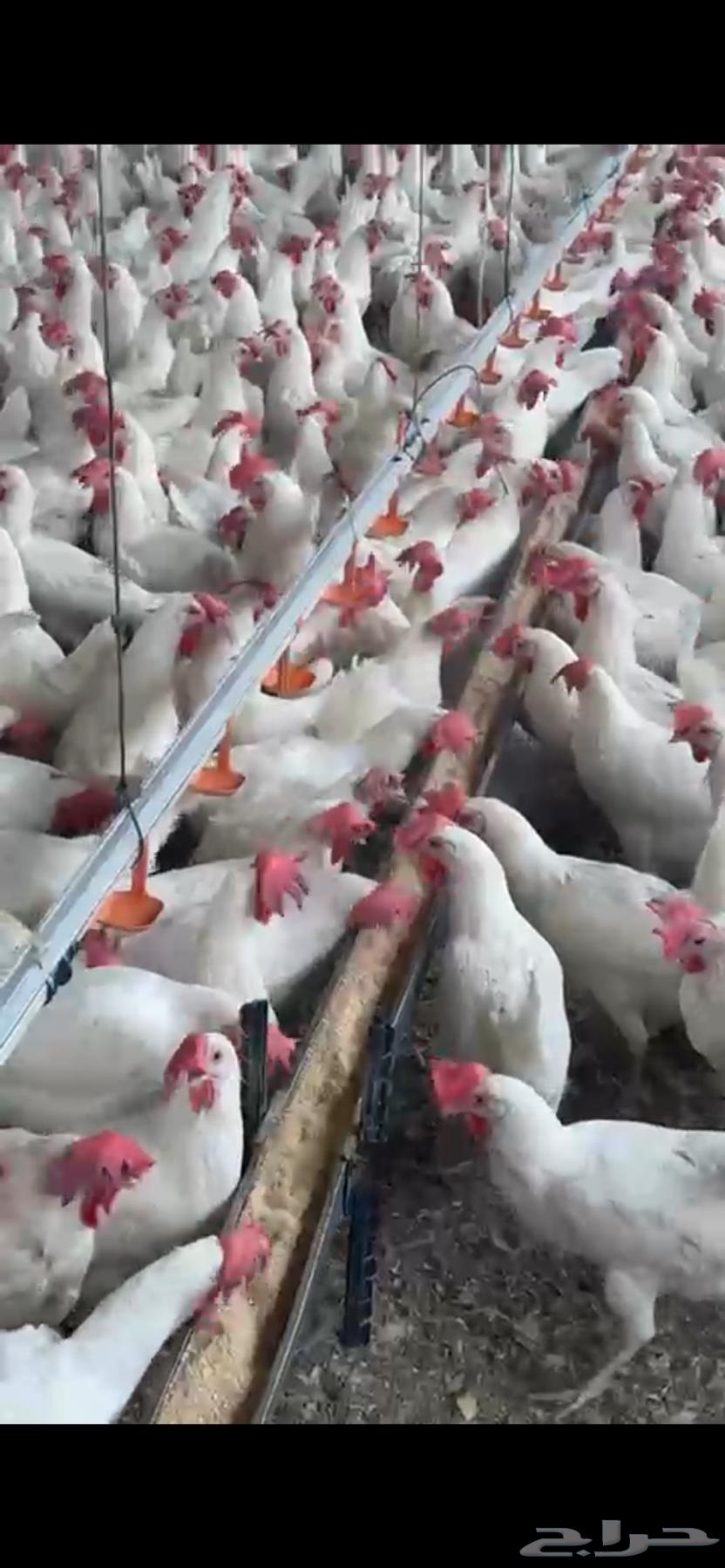 White chicken white63204540805379112