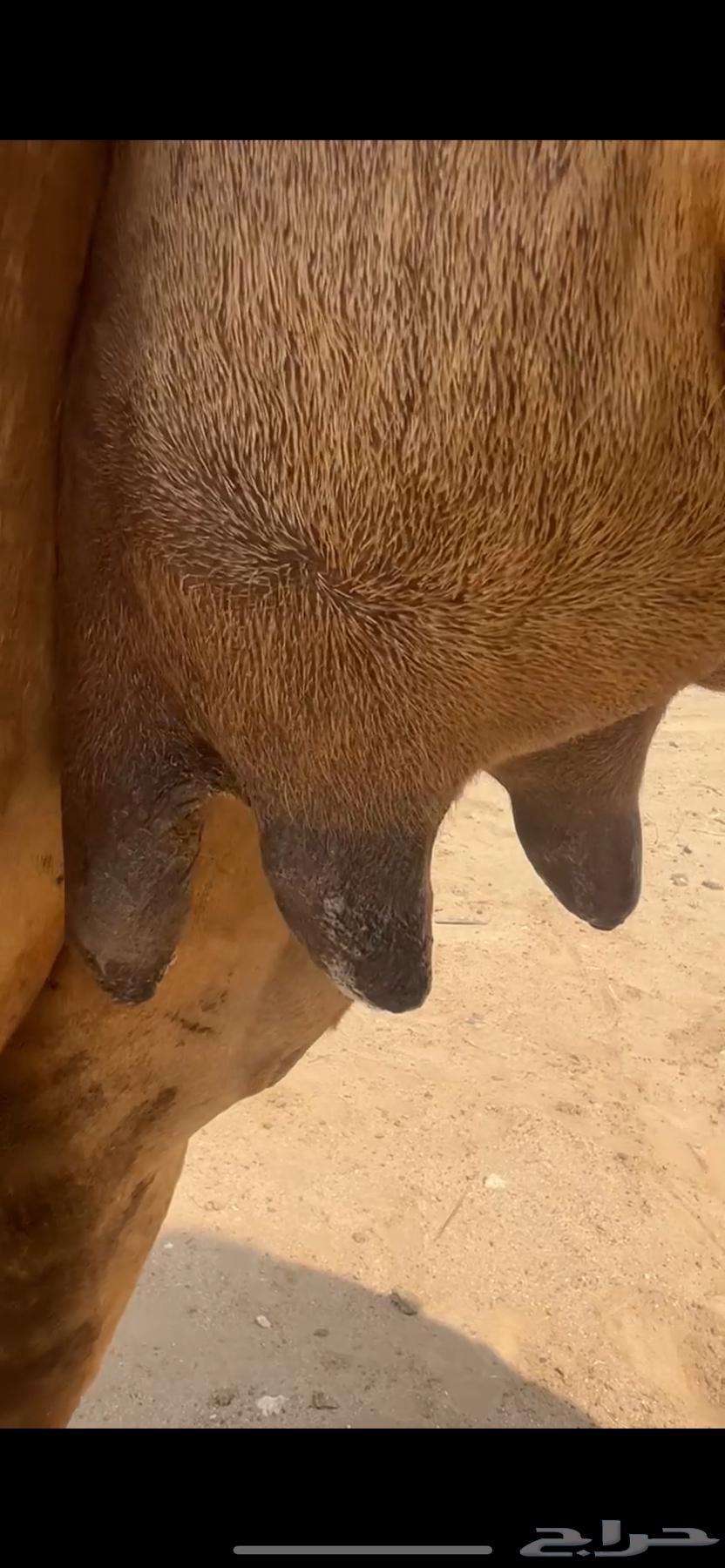 A small camel behind him ((Sold))63206119635971112