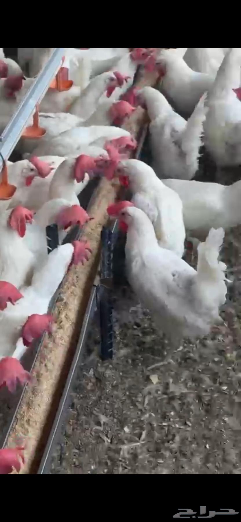 White chicken white63204540805379113