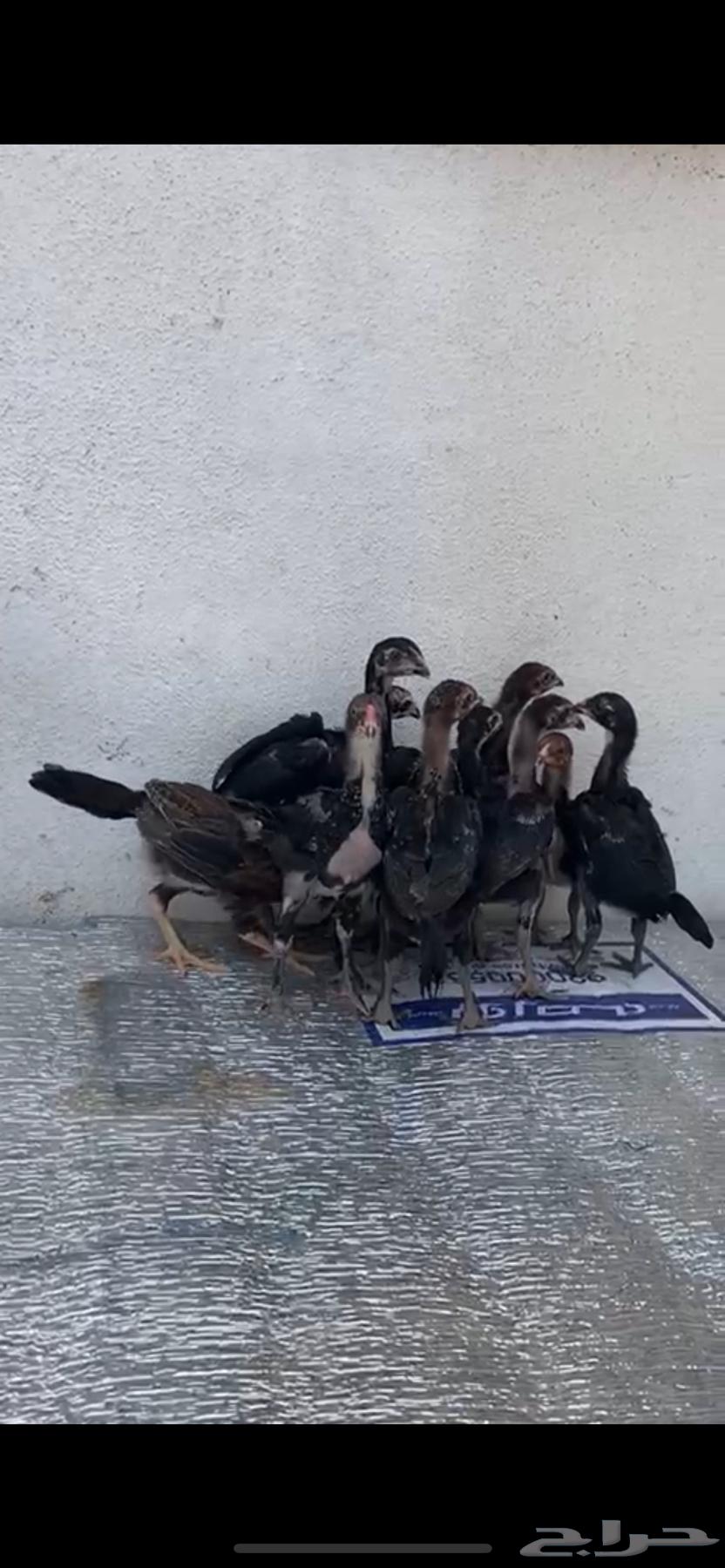 مجموعه فروخ مكسات شامو الماني تم الببع63203930500097112