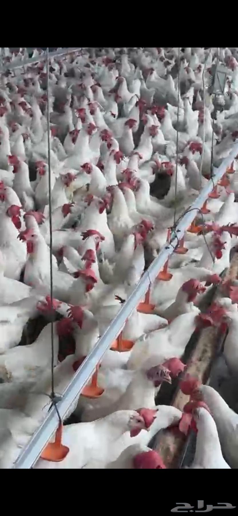 White chicken white63204540805379114