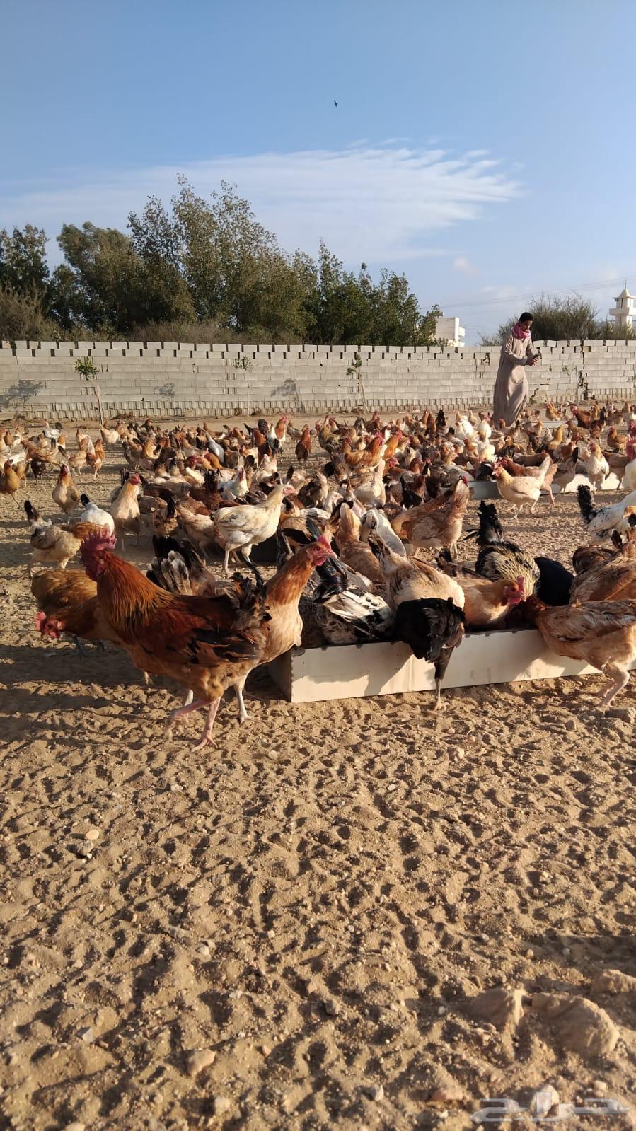 Chicken for sale63204524227457111