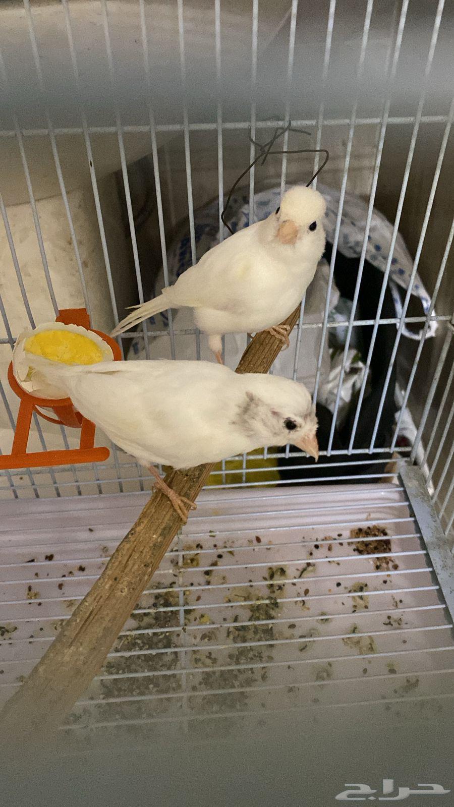 White almond. Completely sold, thank God63205591219459112