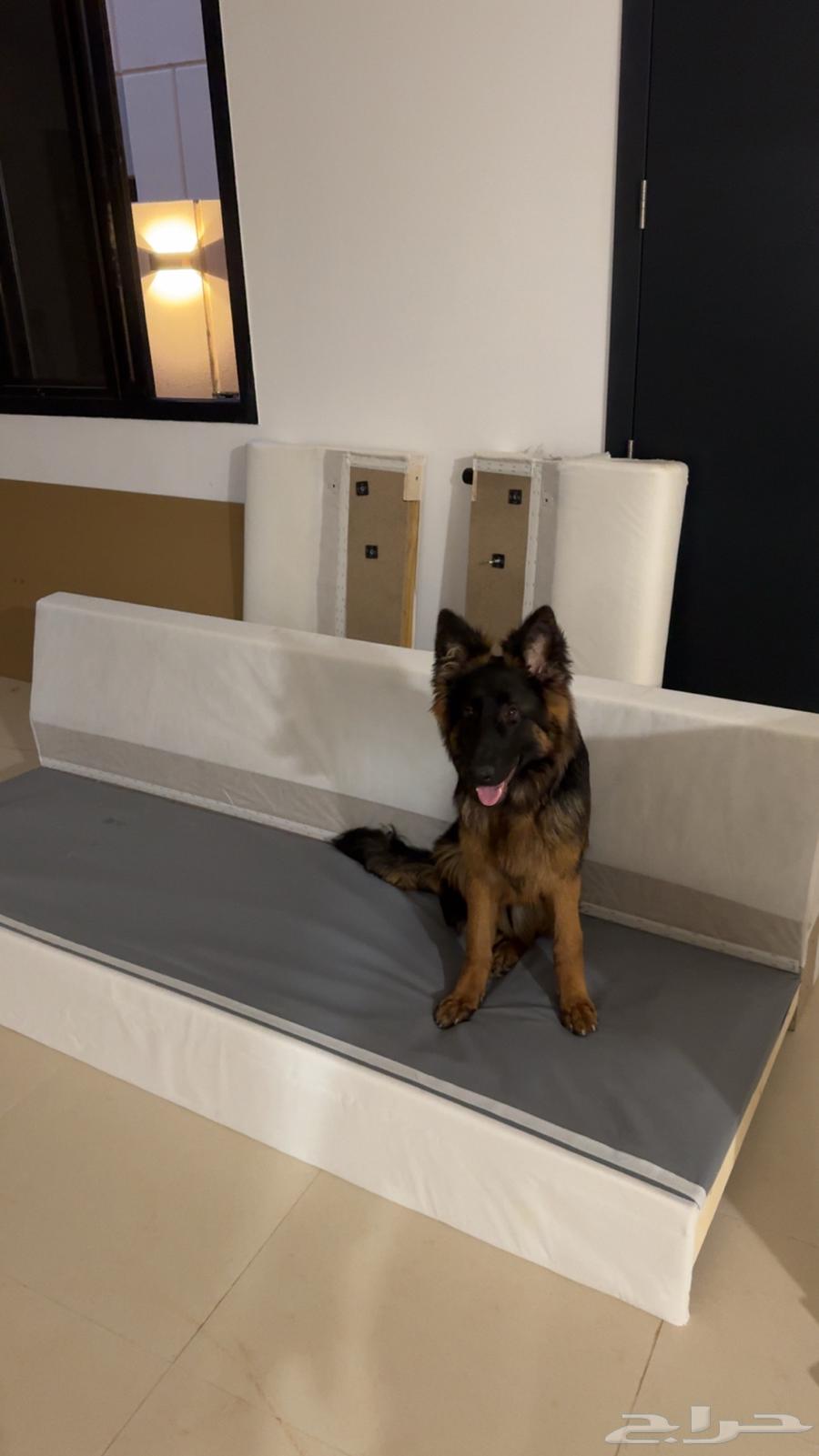 German Shepherd dog63202408632705112