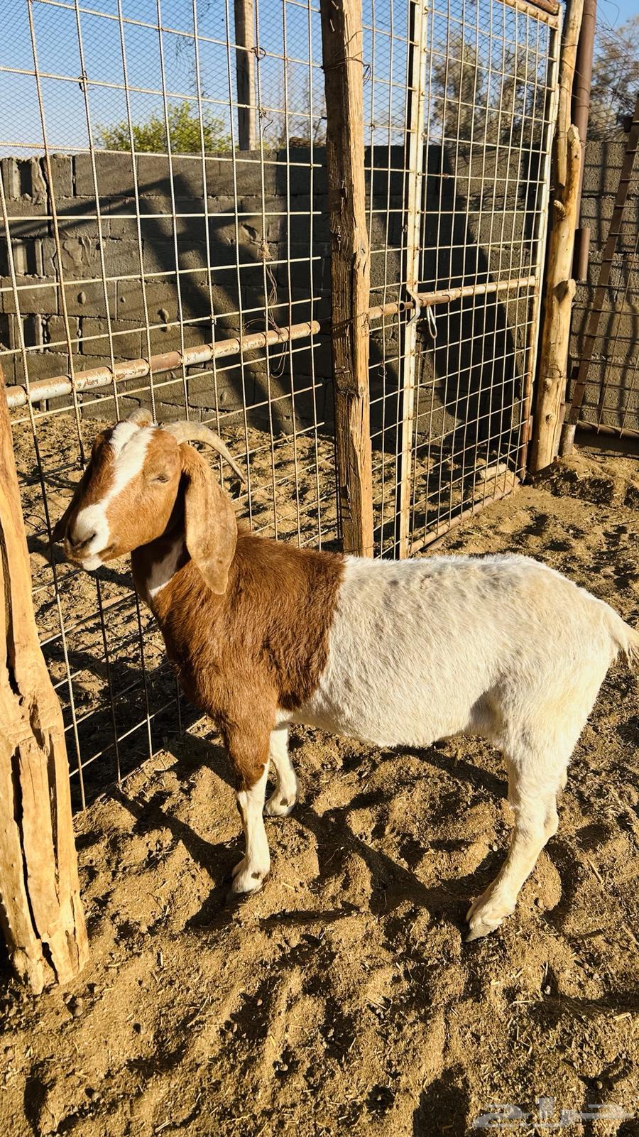 Goat on a receipt63519485527683111