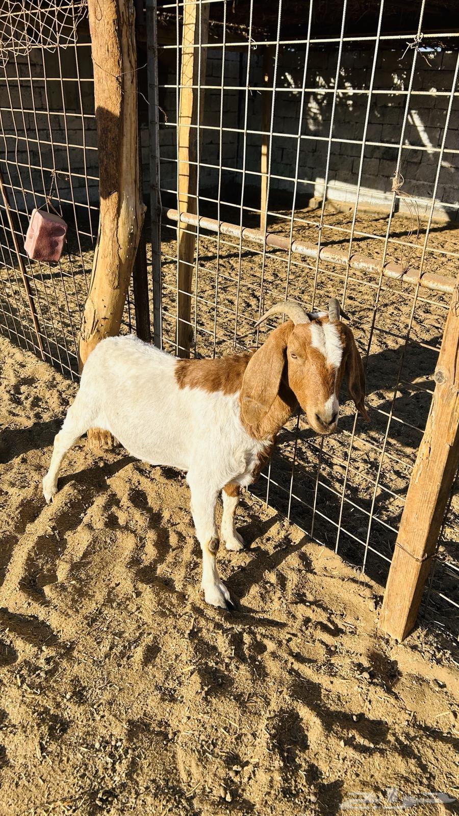 Goat on a receipt63519485527683112