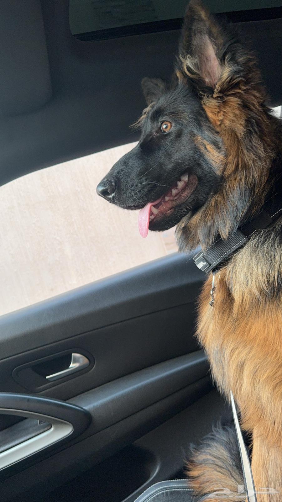 German Shepherd dog63202408632705111