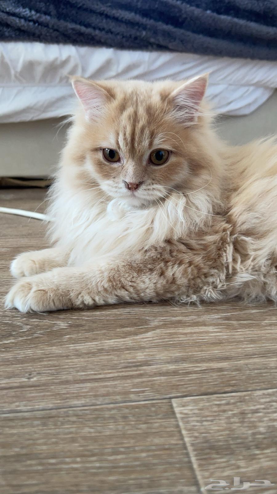 Cat for sale63519715696129111