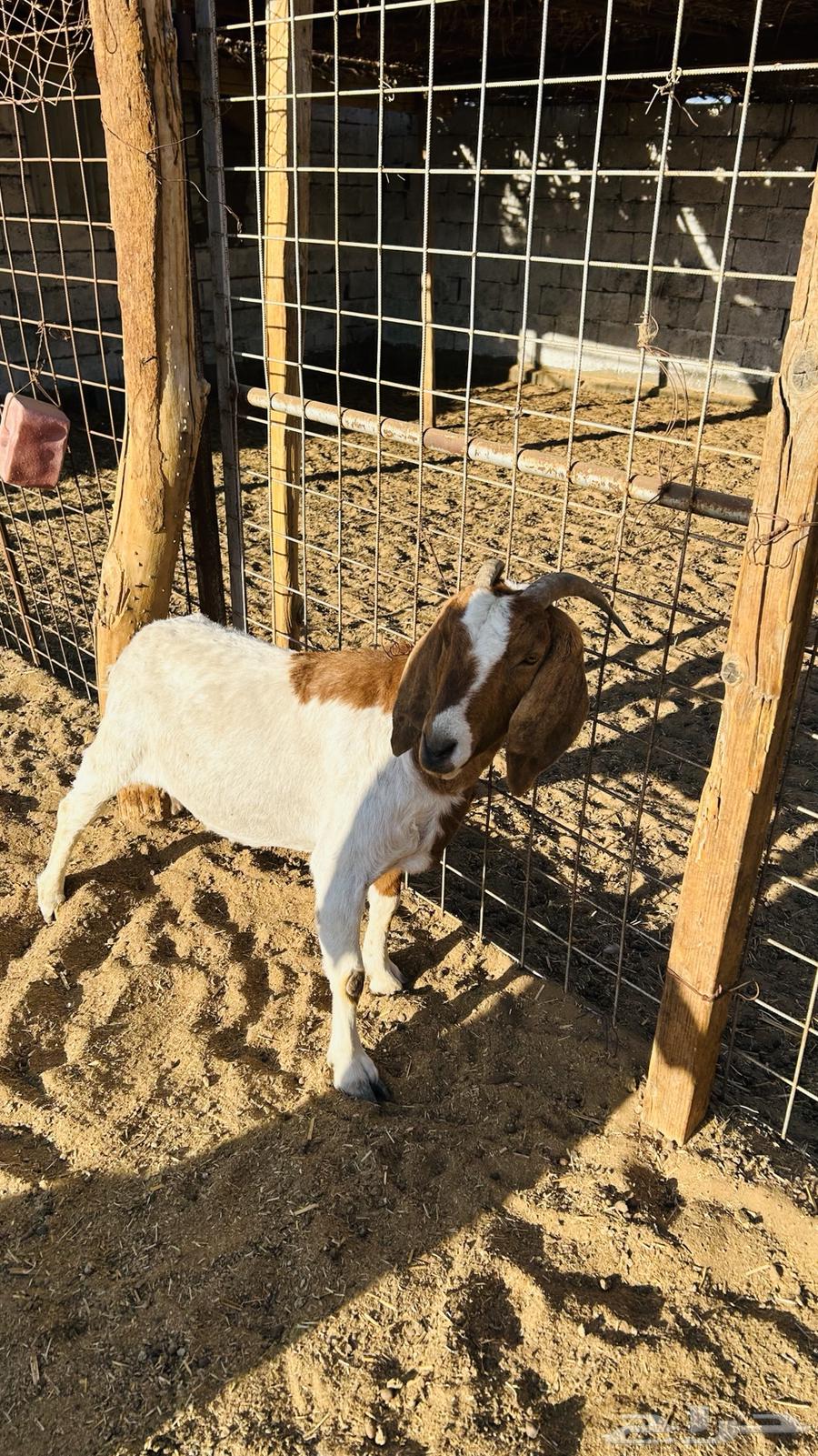 Goat on a receipt63519485527683113