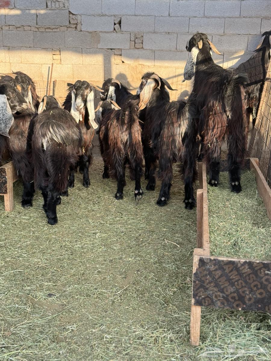 Sufi, Hadhrami, Najdi, and Sudanese festivities63204561527682113