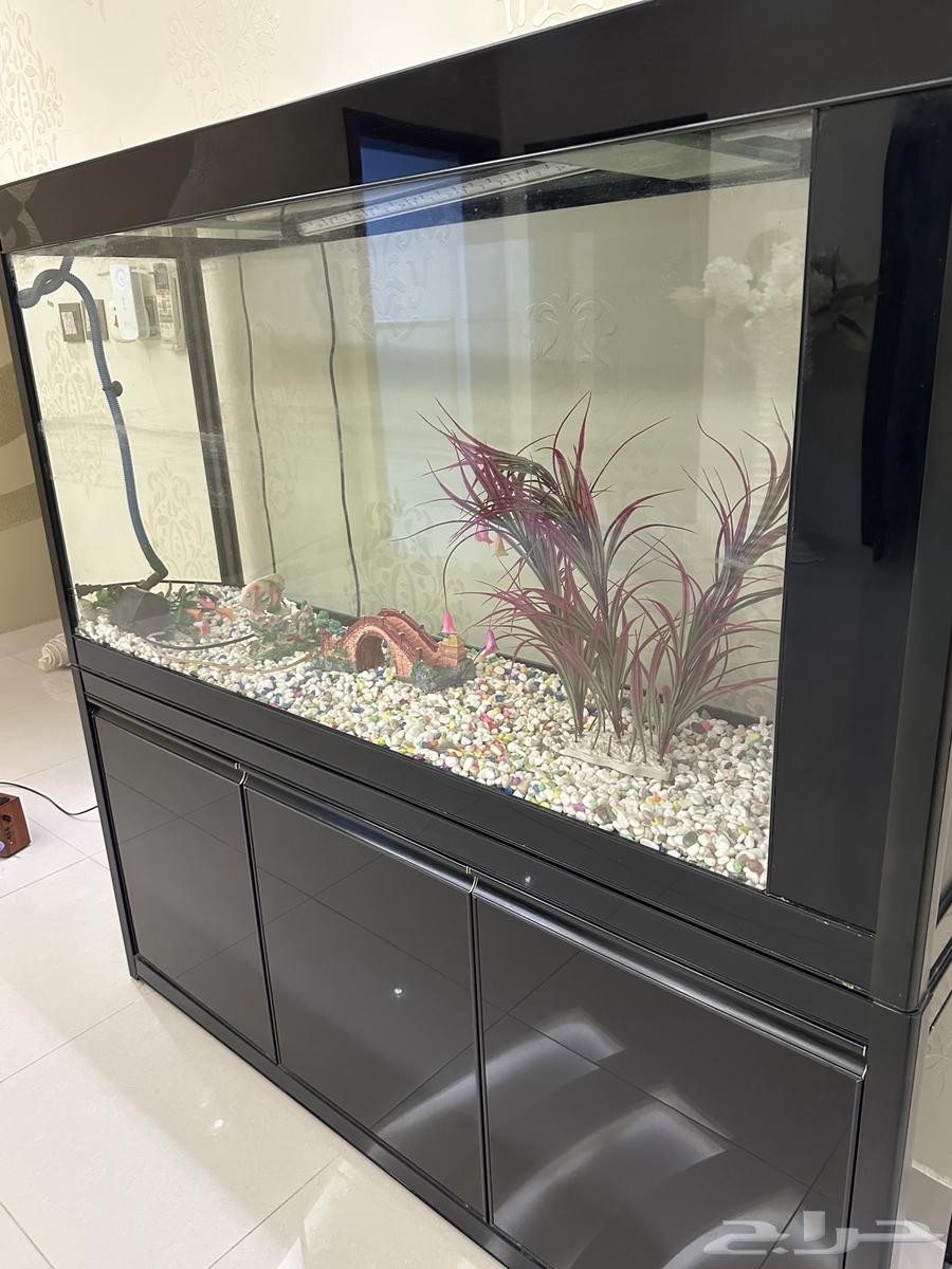 Fish tank63202392467970112