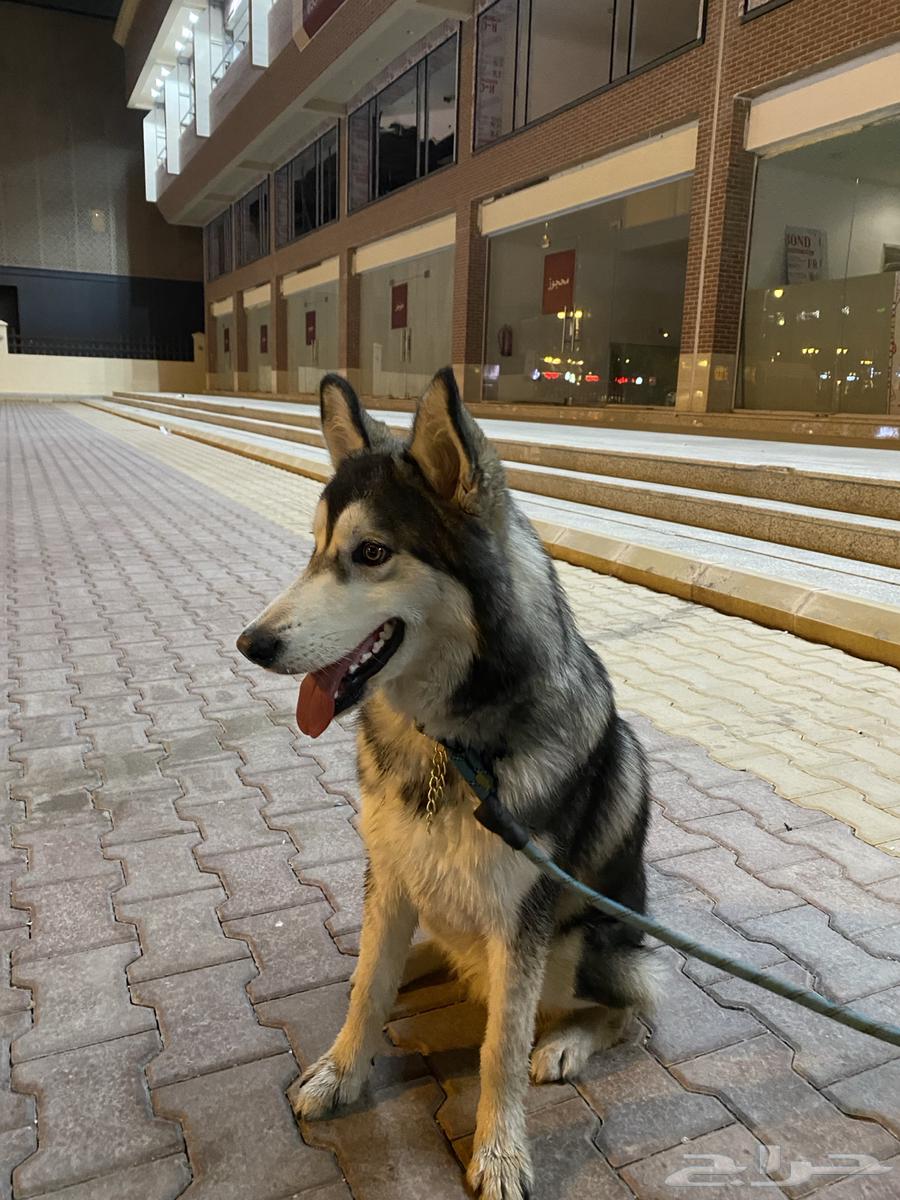 Husky63203424907395113