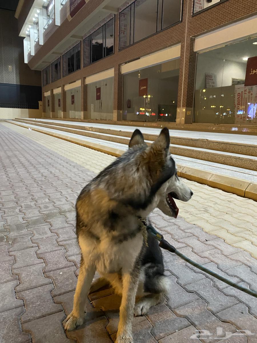 Husky63203424907395112