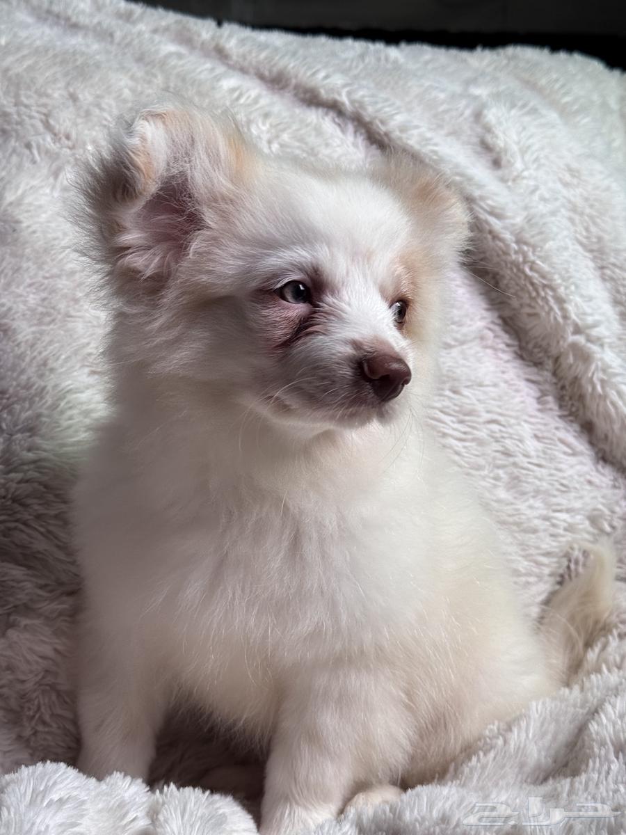 كلب أوسيتيز (أسترالي شيبرد مالتيز)puppy63221580882818113