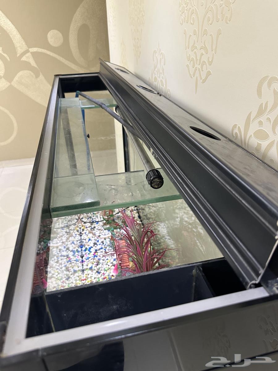 Fish tank63202392467970114
