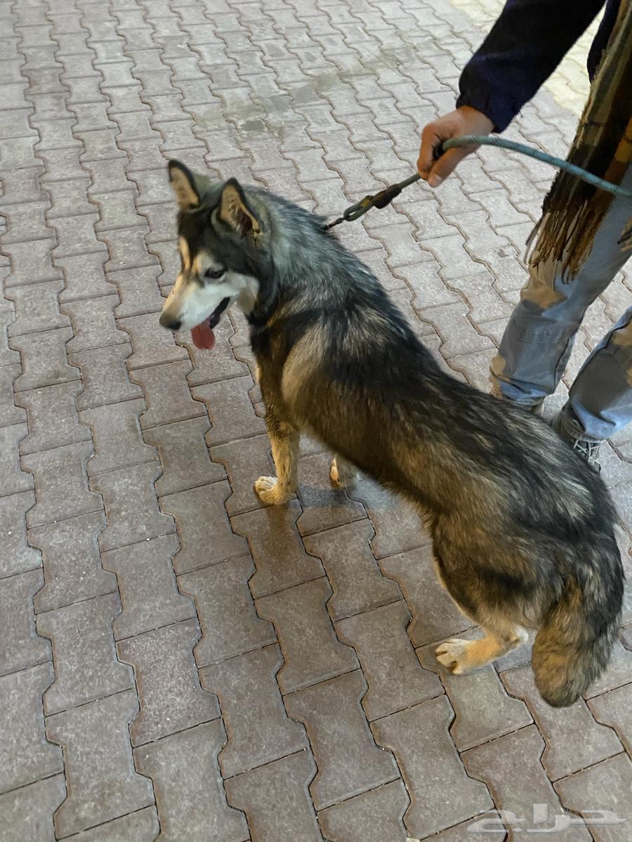 Husky63203424907395111
