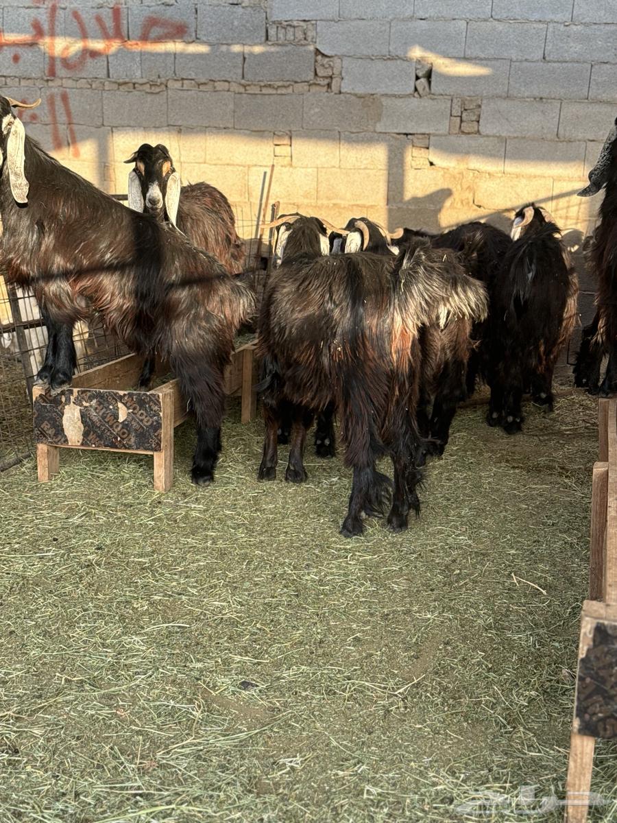 Sufi, Hadhrami, Najdi, and Sudanese festivities63204561527682111