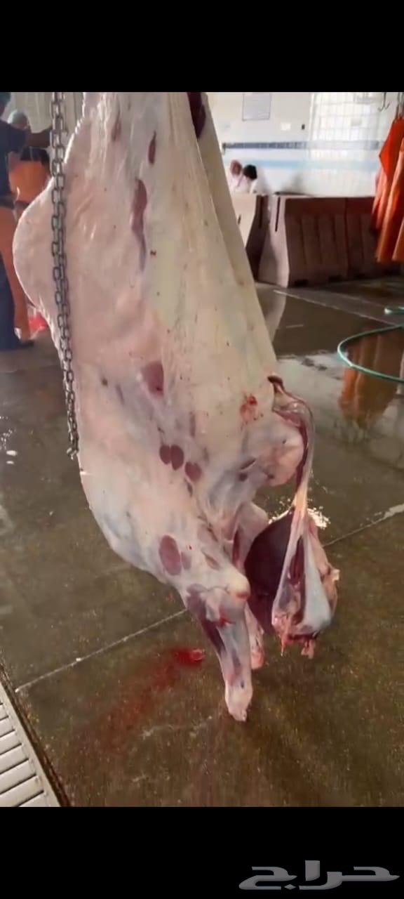 Imported quarter lamb meat, 1250 grams, including slaughter and delivery63204561250690113