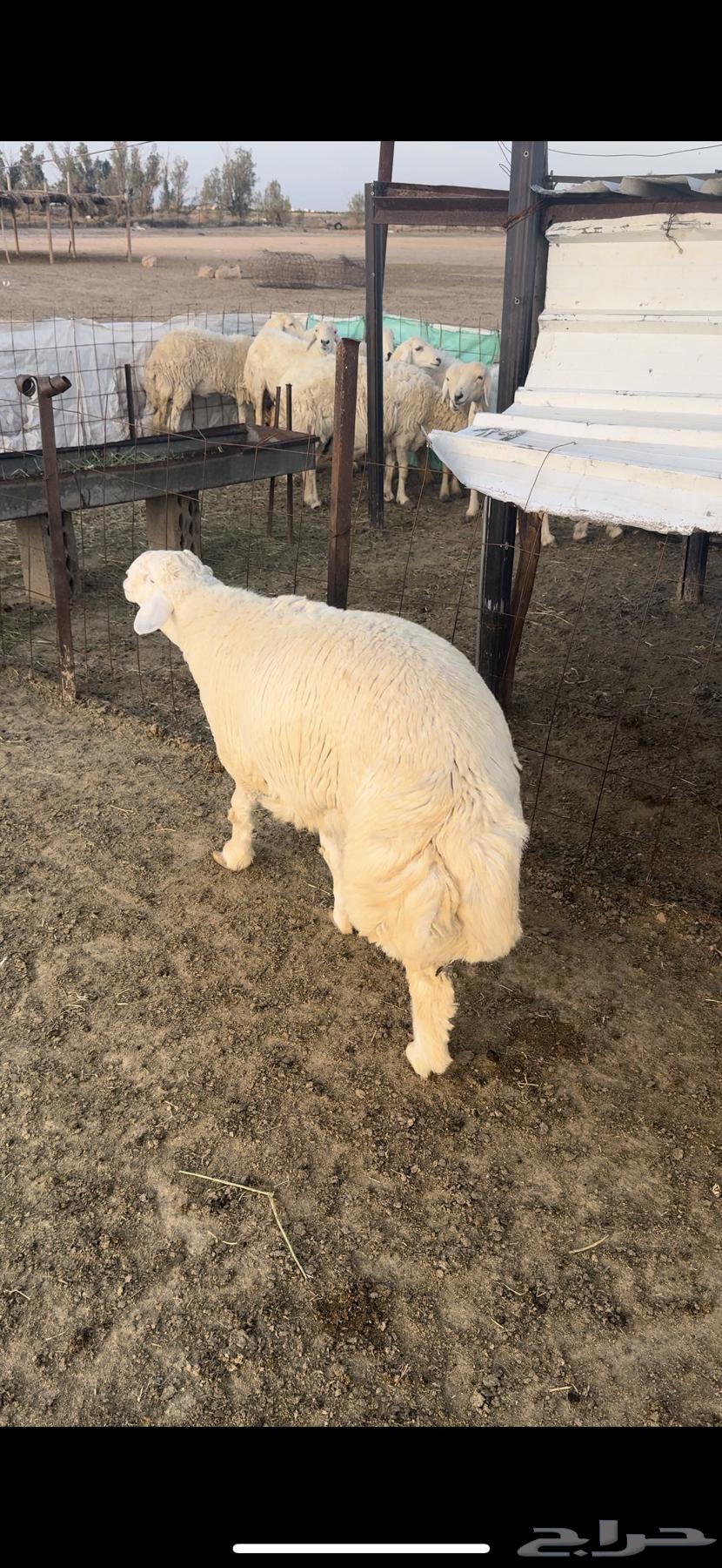 Luxury Italian and Najdi horses for sale, strong condition, wholesale and retail available.63202928241793111