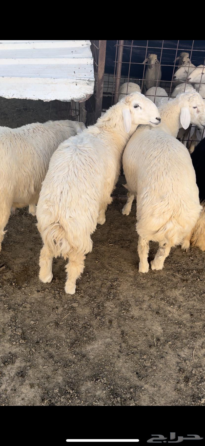 Luxury Italian and Najdi horses for sale, strong condition, wholesale and retail available.63202928241793110