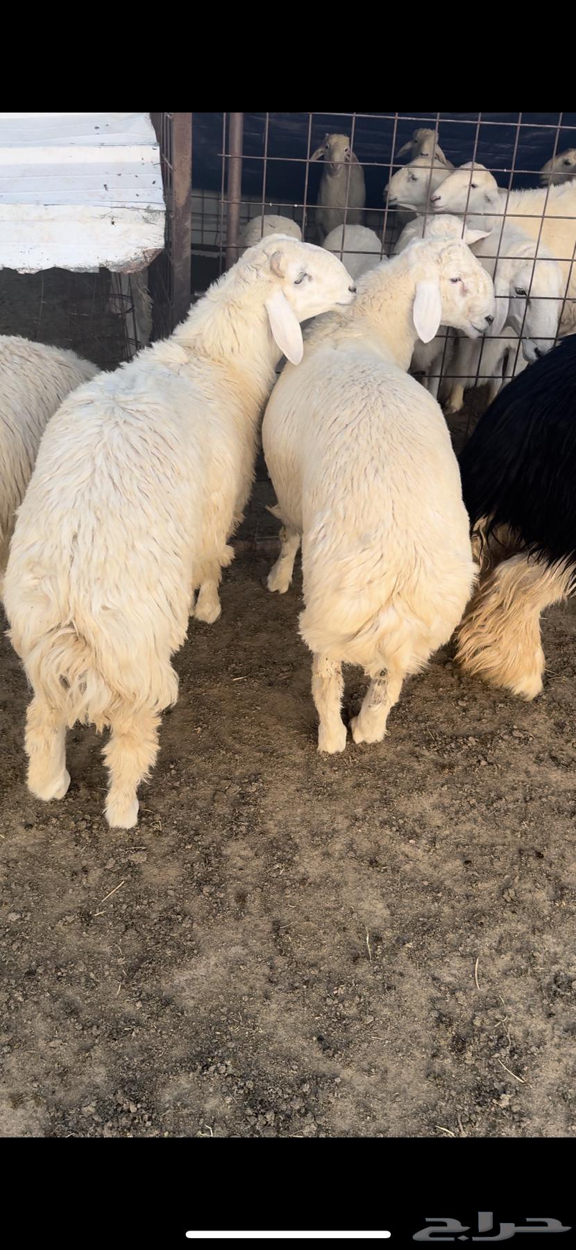 Luxury Italian and Najdi horses for sale, strong condition, wholesale and retail available.63202928241793113