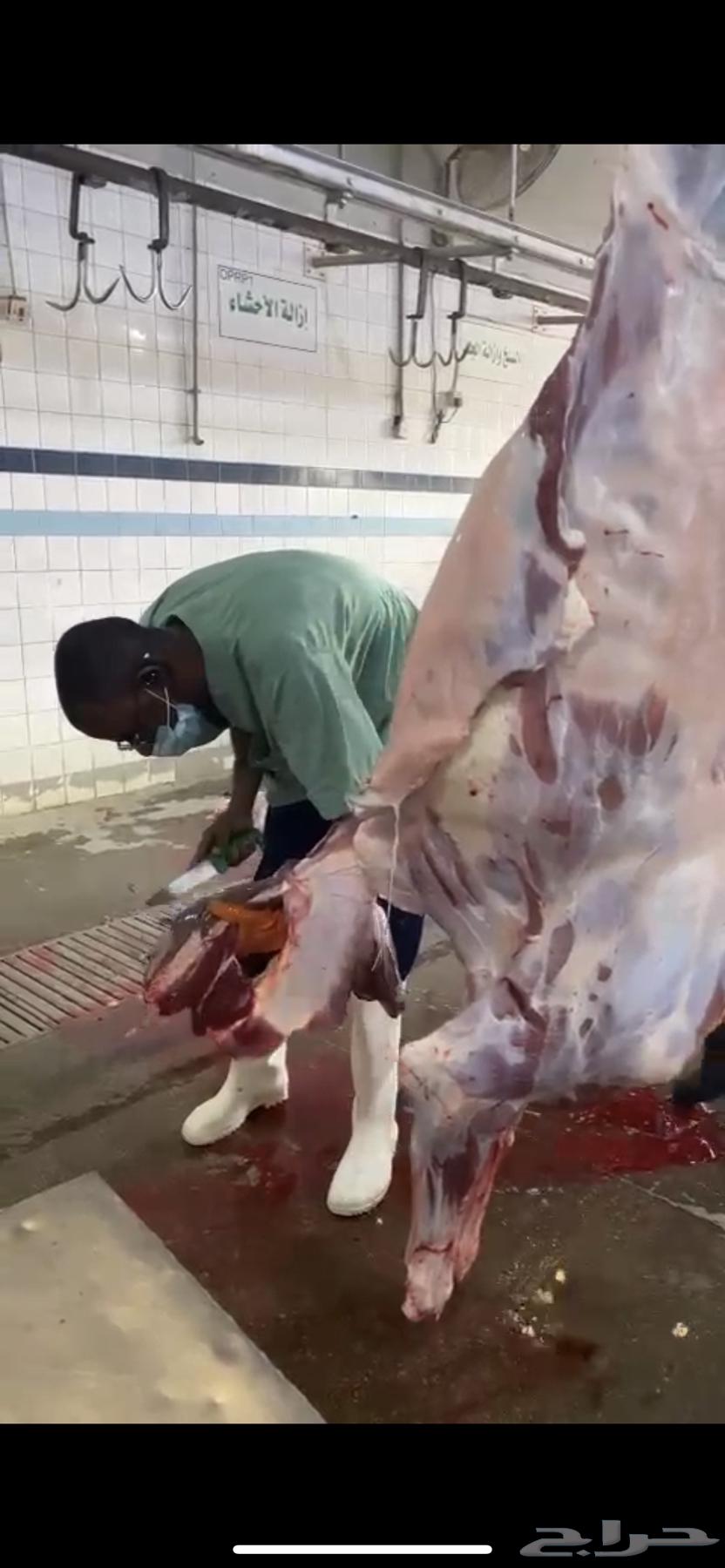 Imported quarter lamb meat, 1250 grams, including slaughter and delivery63204561250690112