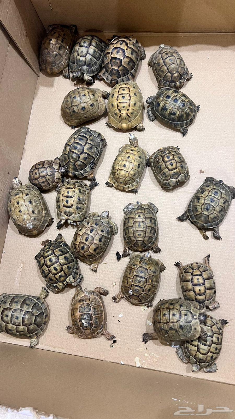 Selling turtles with unique colors63202432413443112