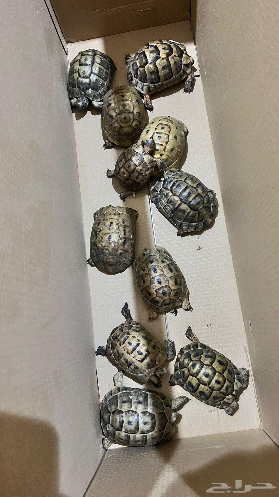 Selling turtles with unique colors63202432413443113