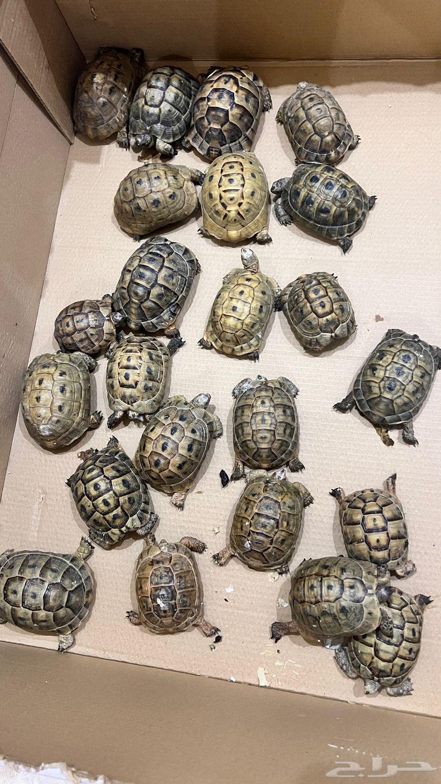 Selling turtles with unique colors63202432413443111