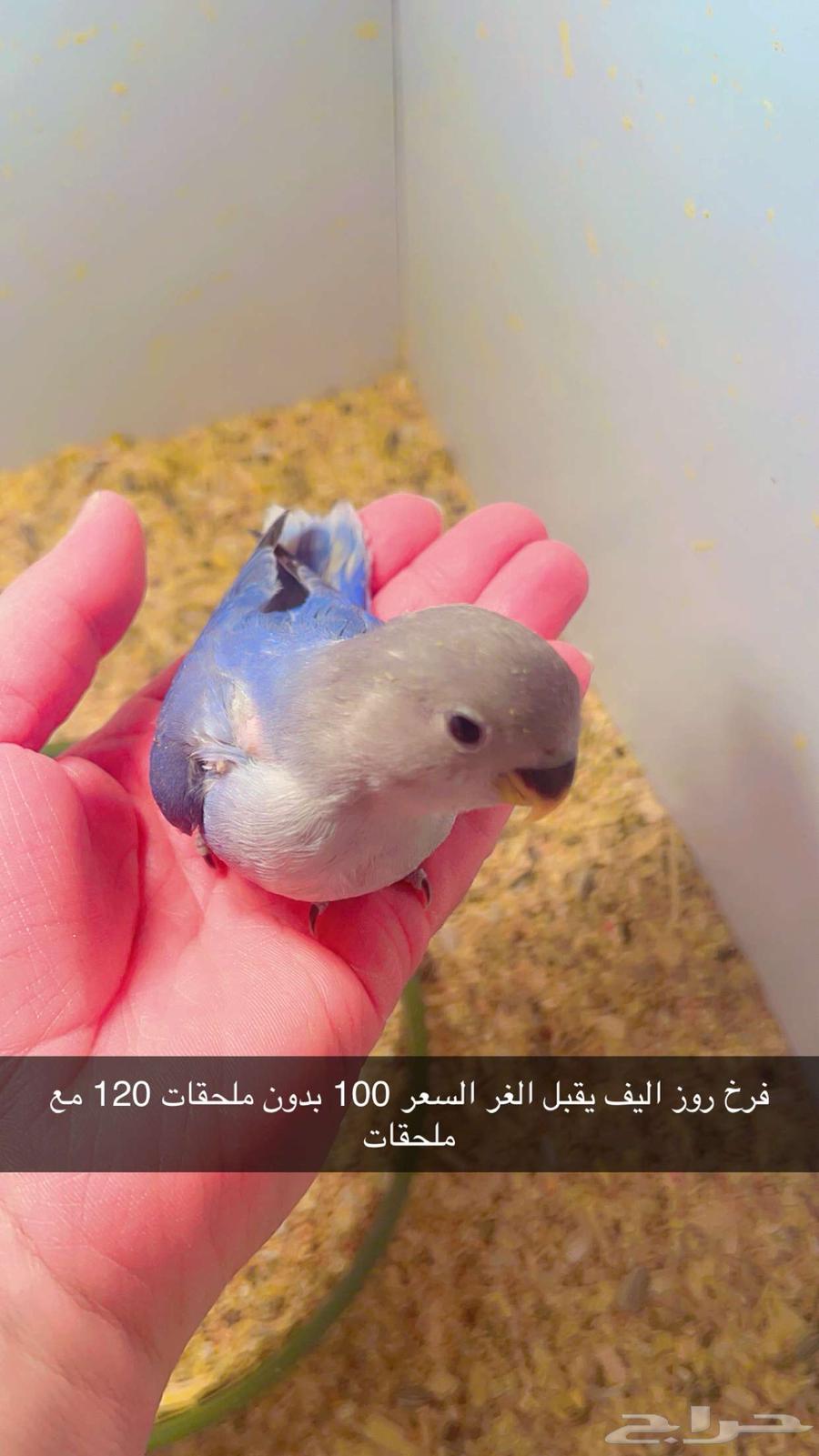 Froukh Roz63198830246274112