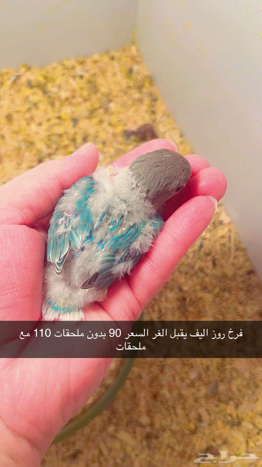 Froukh Roz63198830246274113