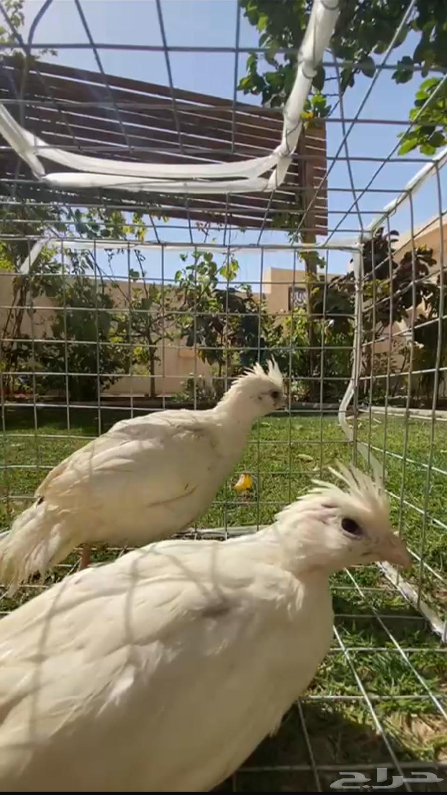 Bob White is American - a Mexican quail631993368762901127