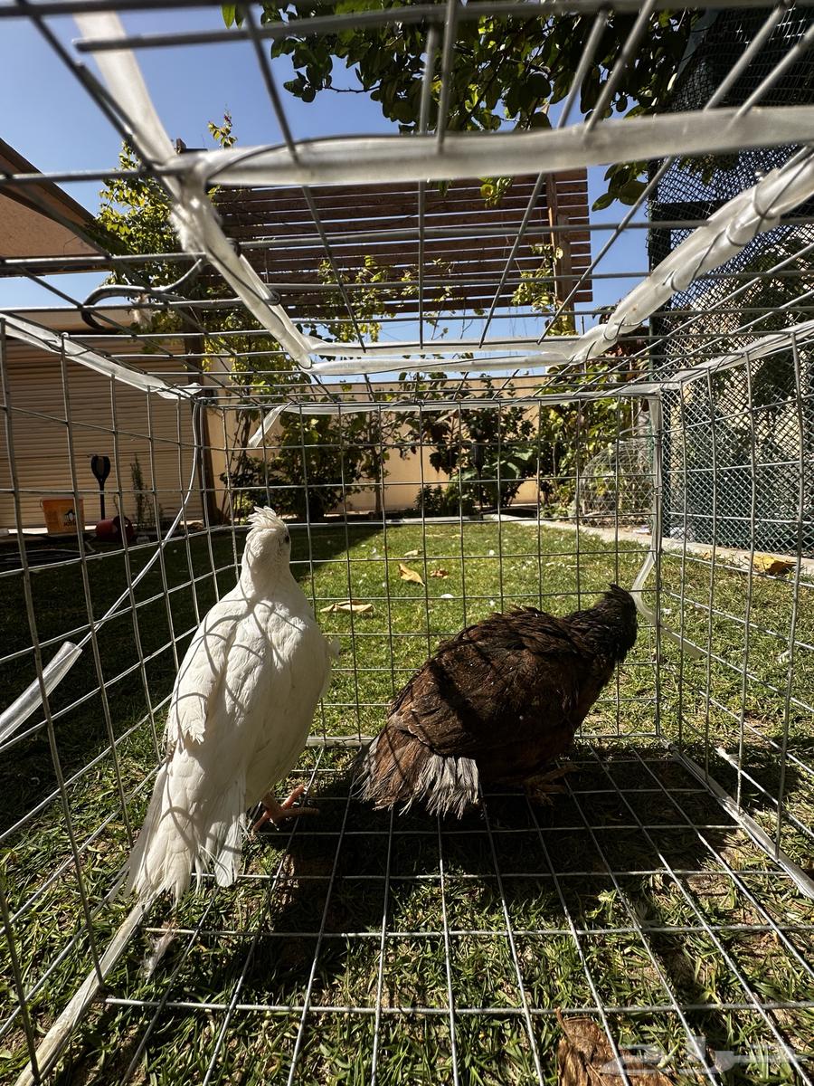 Bob White is American - a Mexican quail63199336876290112