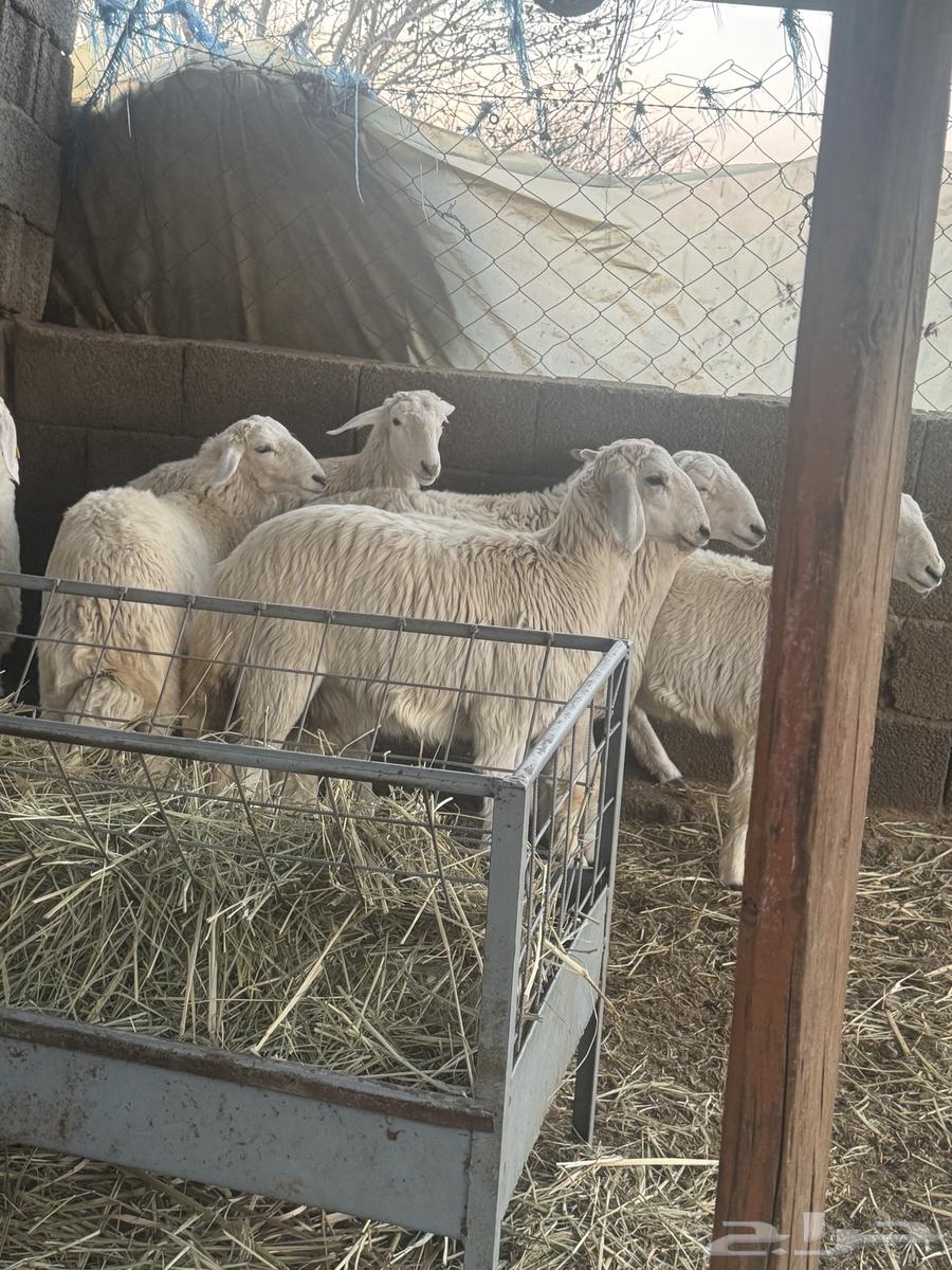 The sale of the fat lamb has been completed63198330738562111