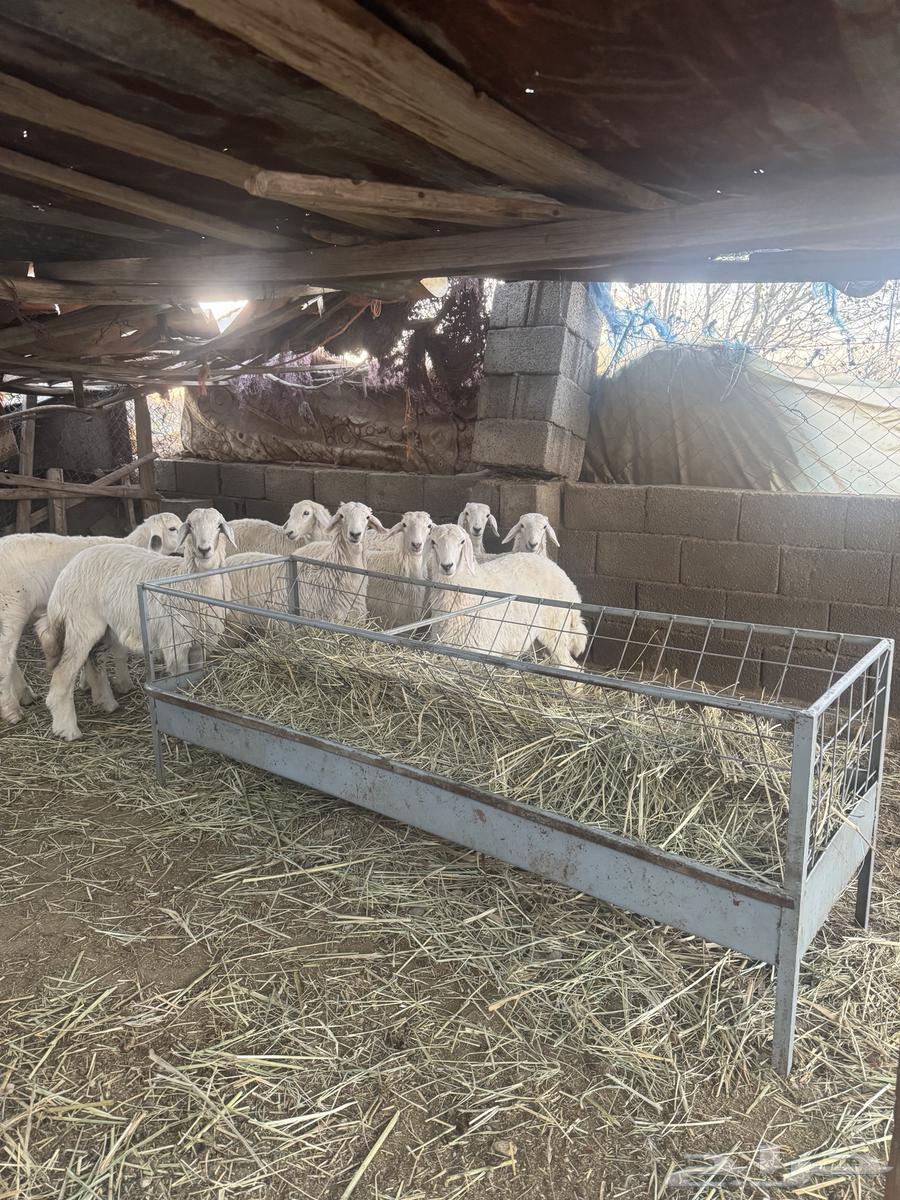 The sale of the fat lamb has been completed63198330738562113