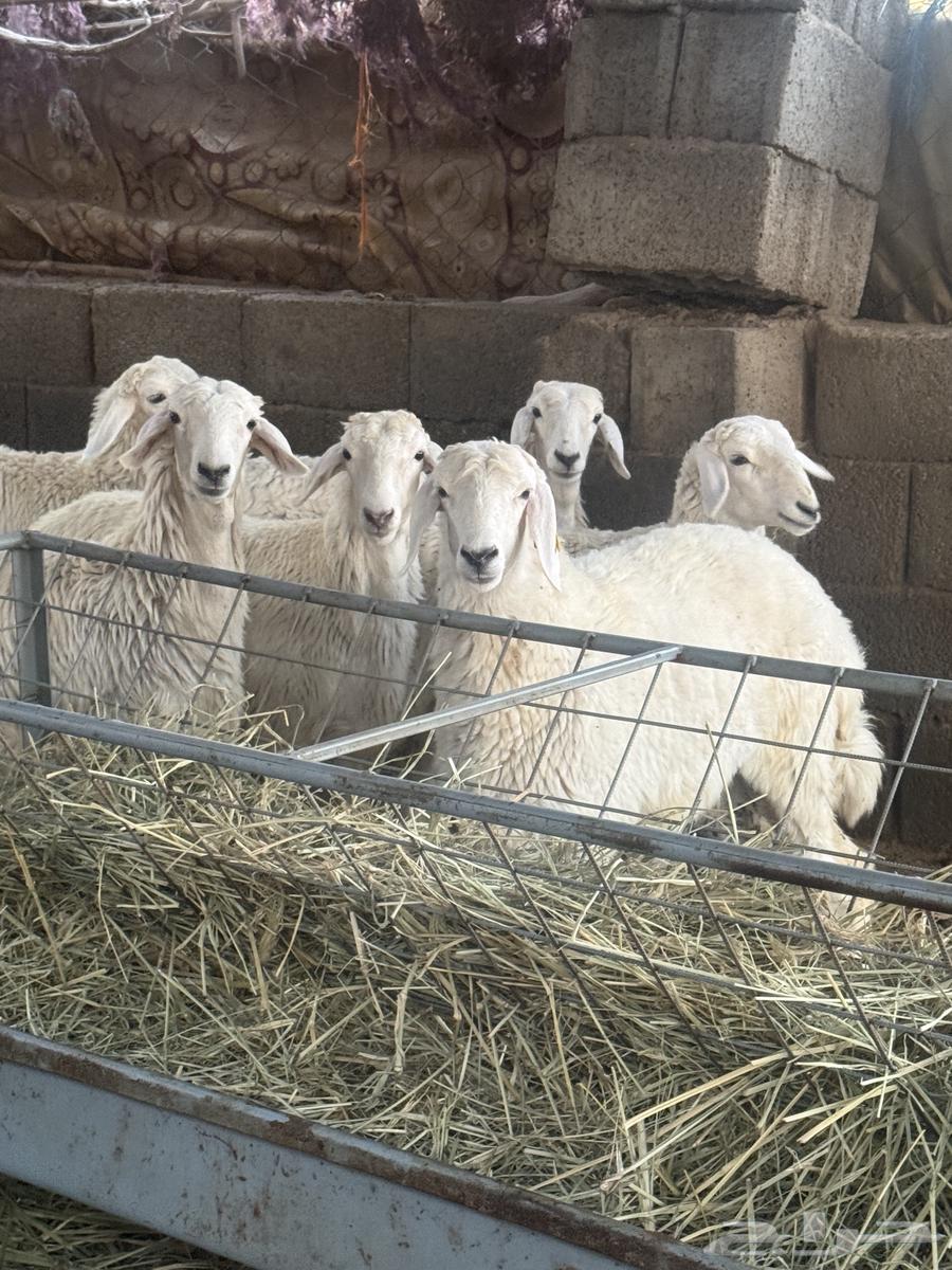 The sale of the fat lamb has been completed63198330738562112