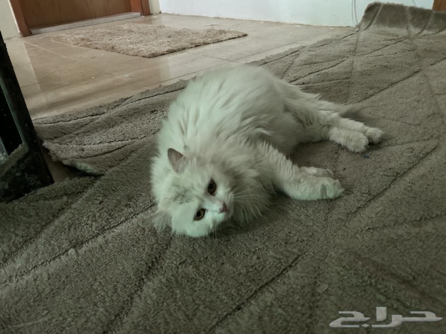 قط شيرازي ابغا أبيعها طفشتني واصرف عليها كثير ابي فيها 25063199868807299114