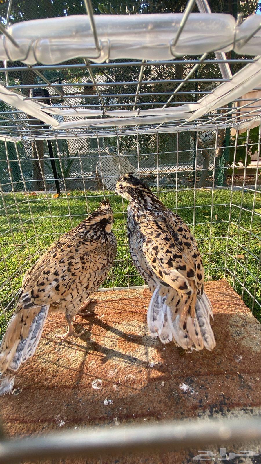 Bob White is American - a Mexican quail63199336876290111
