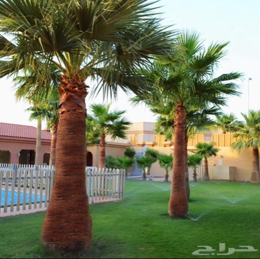 للبيع بالخرج استراحات وشاليهات مؤجرة سنوي62885318236033114