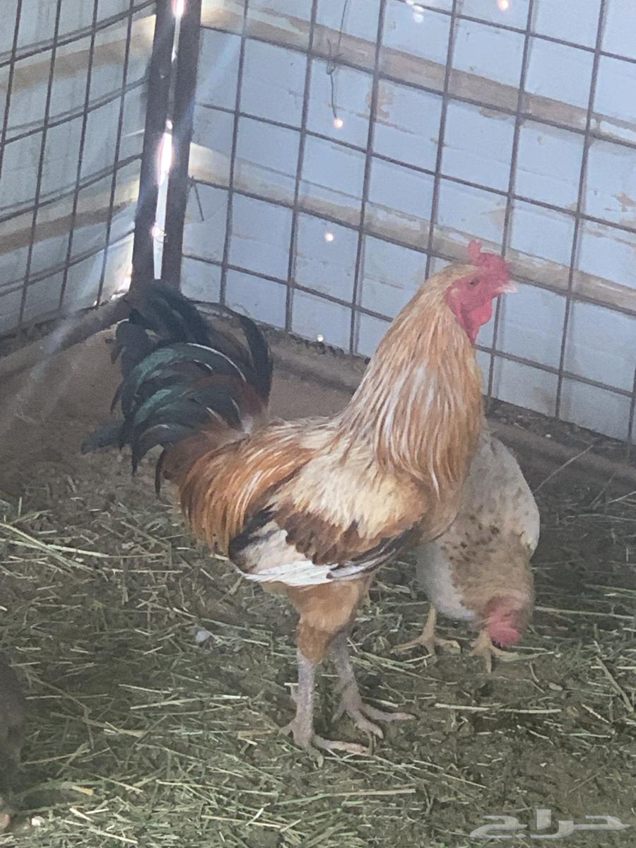 Rooster63196868816002111