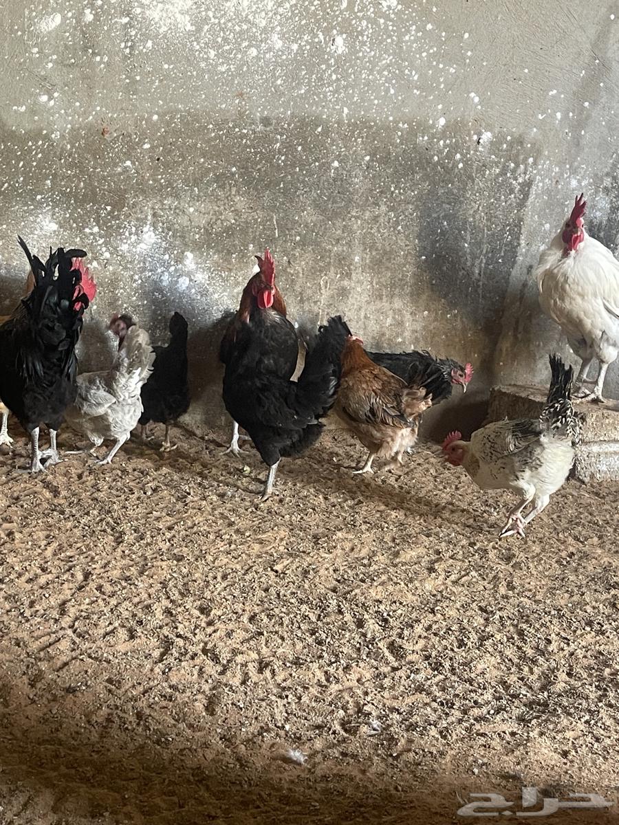 Local chicken, 7 months old. Delivery available63205553698819111