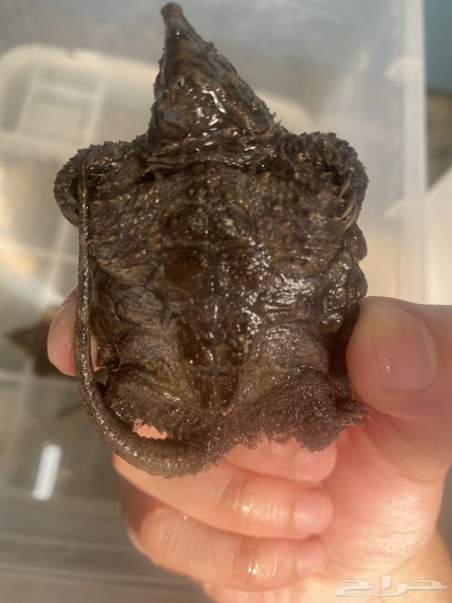 Thanks to God, snake-necked turtles and catfish have been provided.63196868782465114