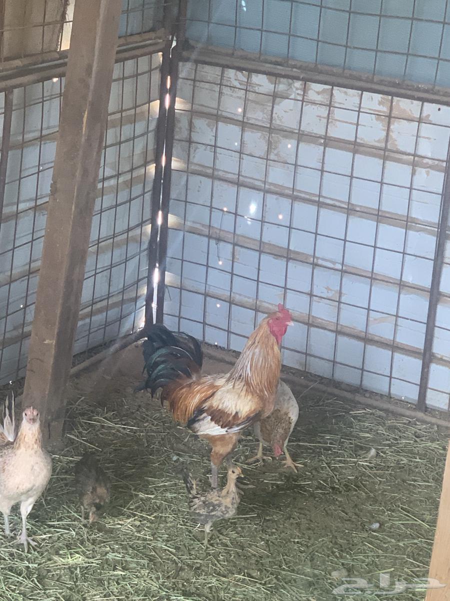 Rooster63196868816002112