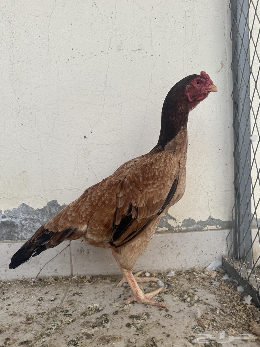 Chamou chicken63517391563779111