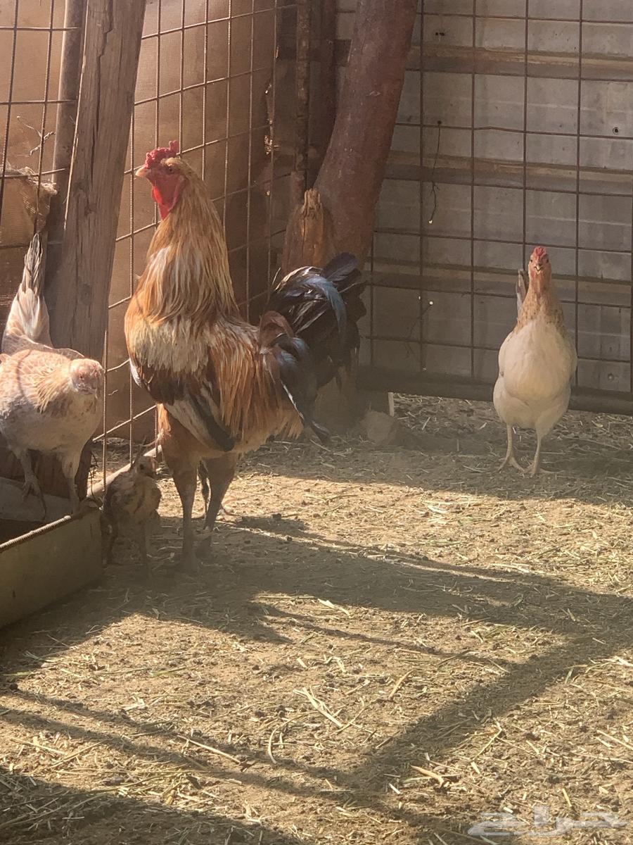 Rooster63196868816002114