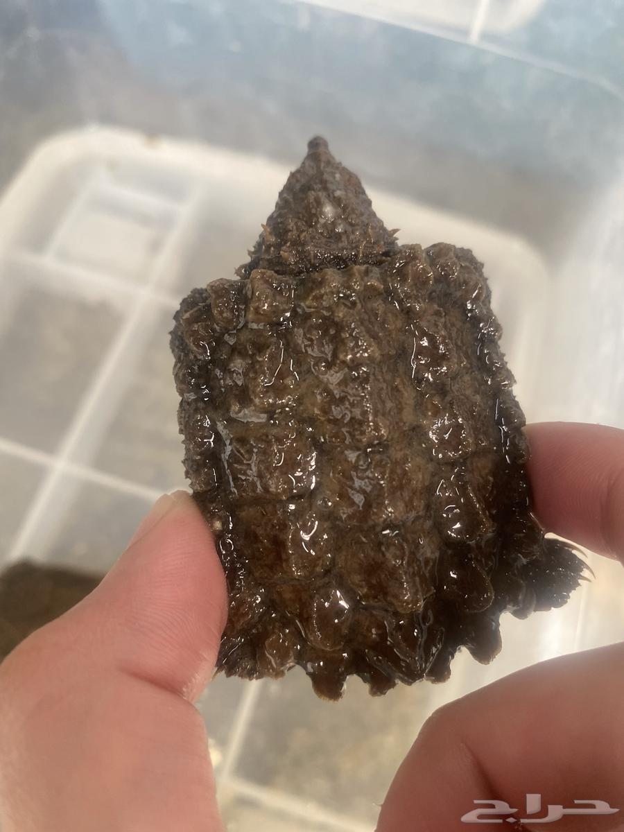 Thanks to God, snake-necked turtles and catfish have been provided.63196868782465113