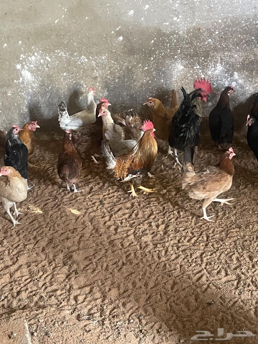 Local chicken, 7 months old. Delivery available63205553698819112