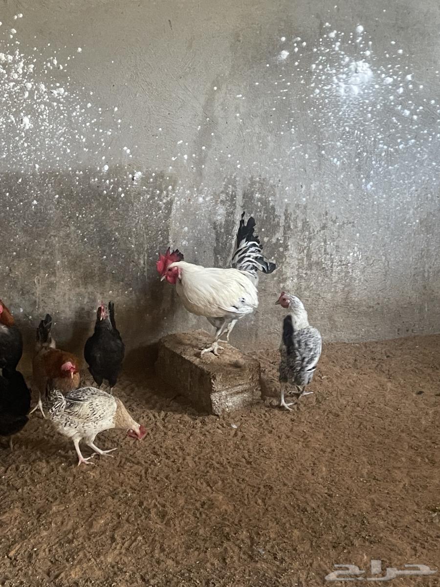 Local chicken, 7 months old. Delivery available63205553698819113