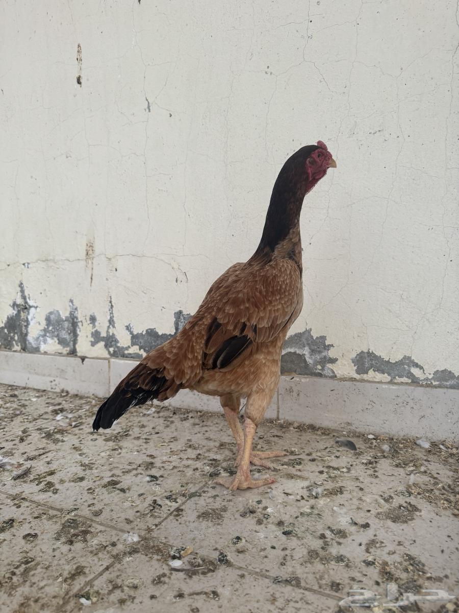 Chamou chicken63517391563779112